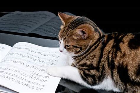 do cats like classical music with a touch of whimsy