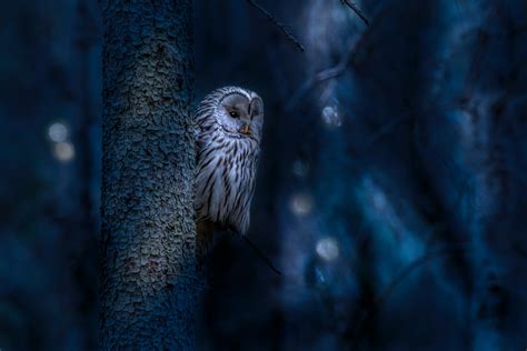 Do Owls Like Music? An Insightful Exploration into the World of Nocturnal Musophiles